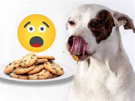 Dog Ate Chocolate Chip Cookie: What To Do Now