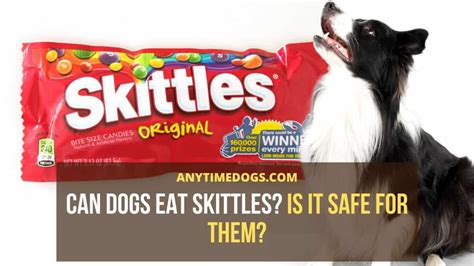 Dogs And Skittles: Is It Safe To Share