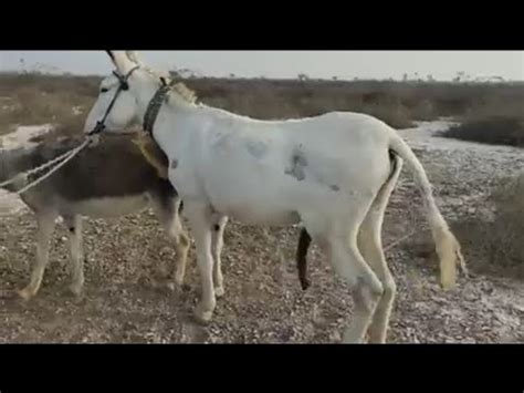 Donkey Mating And Breeding Basics Explained