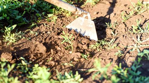 Effective Hoe Application For Gardening Success