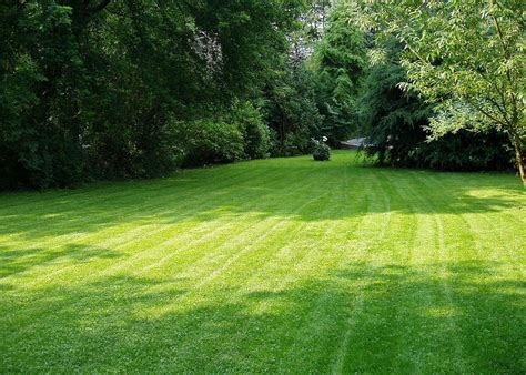 Effective Lawn Care Applications For A Greener Yard