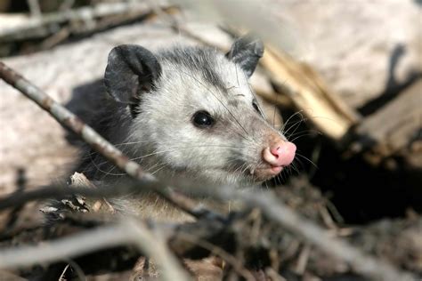 El Opossum: Un Animal Fascinante En AméRica Latina