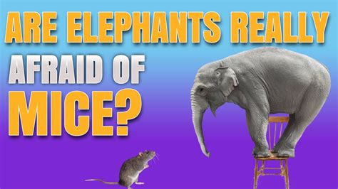 Elephants Scared Of Mice: Uncovering The Surprising Truth