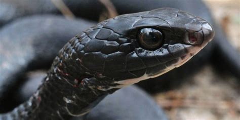 Fastest Snake On Earth: Top Speed Revealed