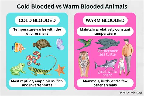 Fish Are Cold Blooded Animals: A Biological Fact