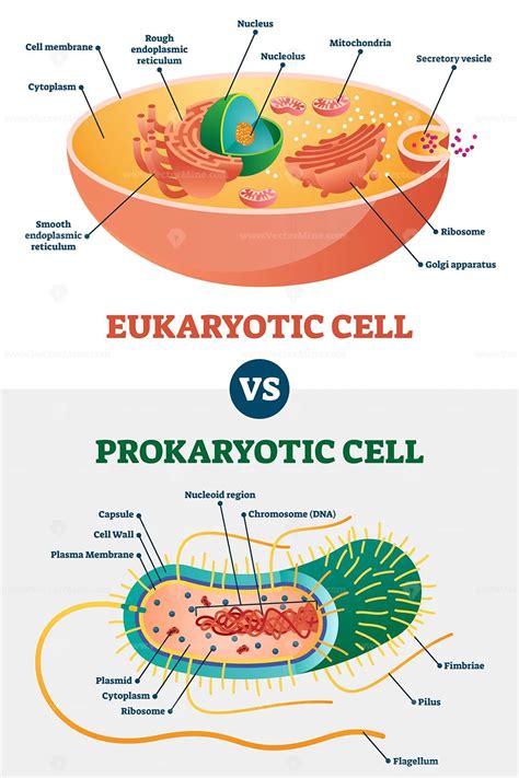 Fungi: 3 Key Facts On Prokaryotic Or Eukaryotic Status