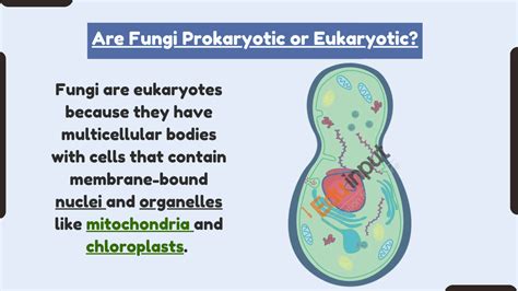 Fungi: Prokaryotic Or Eukaryotic Nature Explained