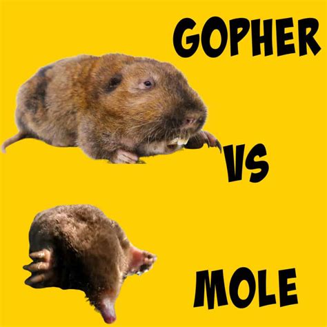 Golden Gopher Vs Common App: Which To Choose