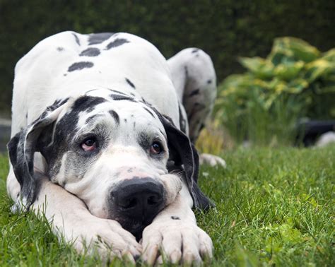 Great Dane Adoption Application Process Explained