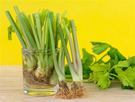 Grow Celery With Ease: Using Celery Seeds For Success