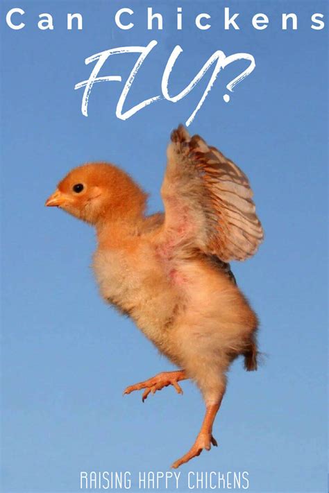 How High Can Chickens Really Fly