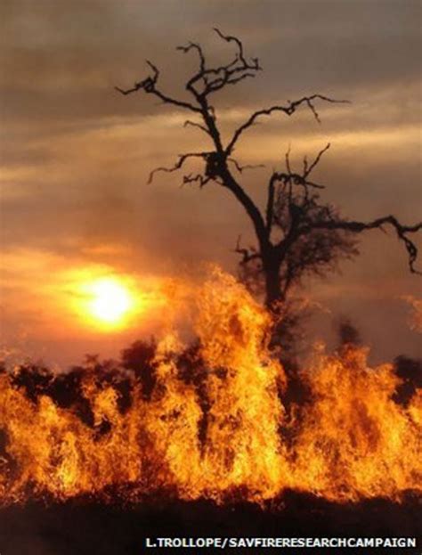 Humans Impact On Savannas: Devastating Consequences Revealed