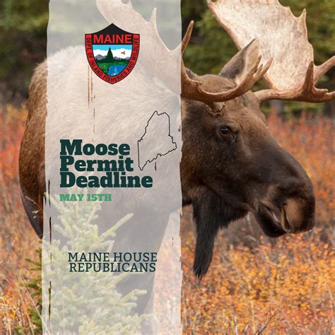 Idaho Moose Application Deadline: Dont Miss The Cut-Off