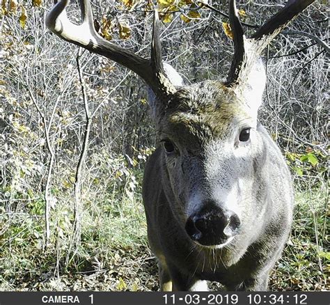 Iowa Deer Application Deadline: 5 Key Dates To Know