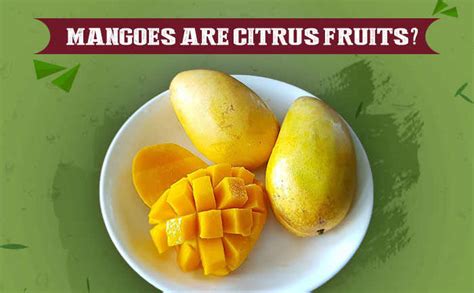 Is Mango A Citrus Fruit