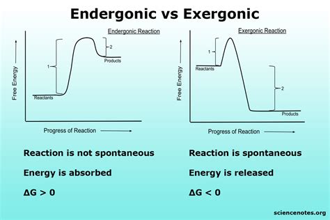 Is Photosynthesis Endergonic Or Exergonic: 5 Key Facts