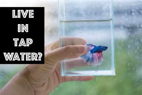 Is Tap Water Safe For Betta Fish