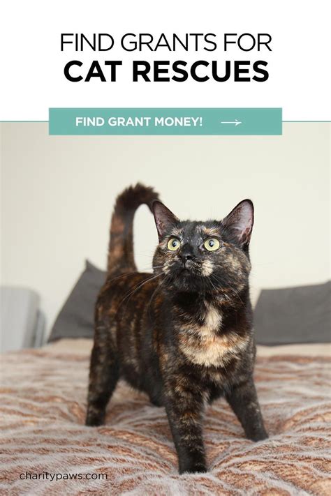 Kitty Fund Grant Application: Empowering Animal Rescue Efforts