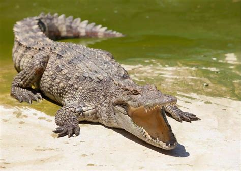 Little Crocodiles Habitat And Behavior Explained