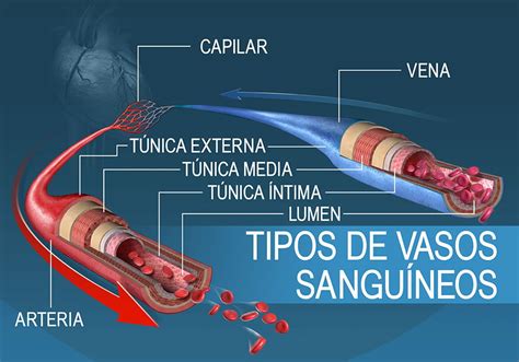 Los Vasos SanguíNeos: FuncióN Y Estructura