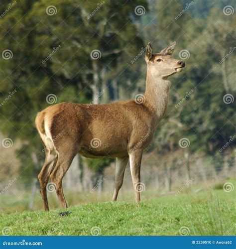 Male Vs Female Deer: Hind Identification Made Easy