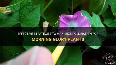 Maximize Pollination With Effective Nectar Application Techniques