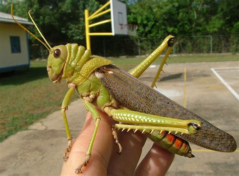 Meet The Worlds Largest Grasshopper Species Revealed