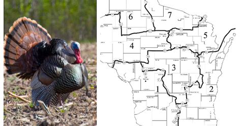 Michigan Spring Turkey Application Deadline And Guide