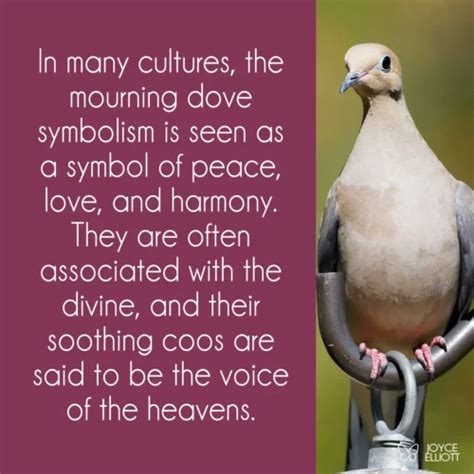 Mourning Dove Spiritual Meaning And Symbolism Revealed