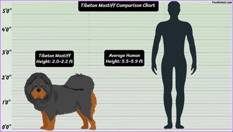 Neapolitan Mastiff Vs Tibetan Mastiff: Giant Breed Comparison