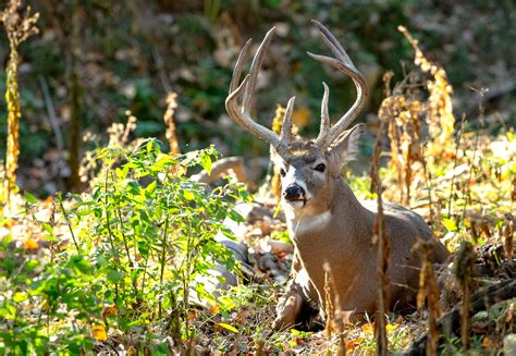 Nebraska Deer Application Deadline Guide