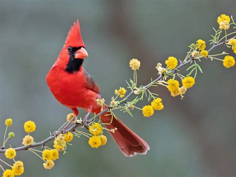 North Carolina State Bird Facts Revealed