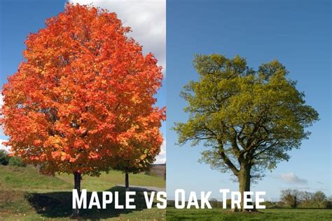 Oak Vs Maple Tree: Which Is Best For You