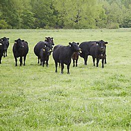 Optimal Pasturegard Application Rates For Maximum Effectiveness