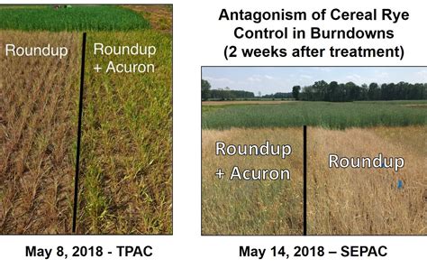 Optimal Temperature For Image Herbicide Application