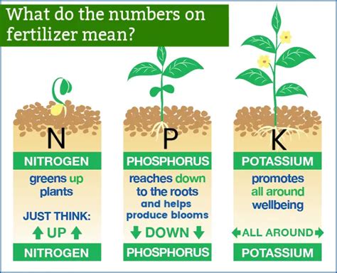 Optimize Fertilizer Use With The 16-4-8 Application Rate