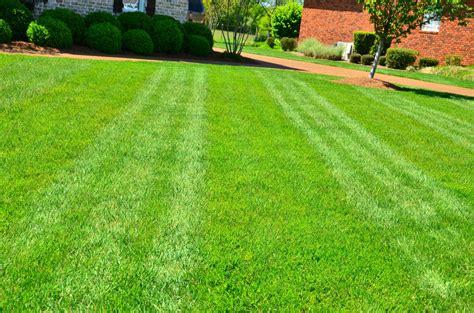 Optimize Your Lawn With Perfect Application Timing