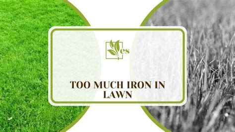 Optimize Your Lawn: 3 Key Grazonnext Application Rates