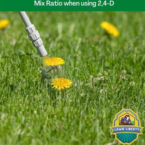 Optimizing 2 4-D Application Rates For Effective Weed Control