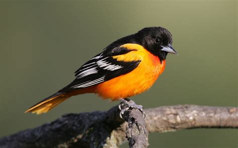 Orange Black Birds In Texas: A Rare Sight