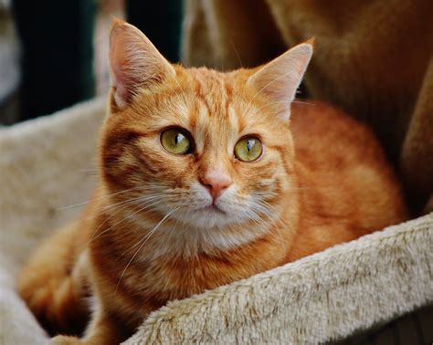 Orange Tabby Cats With White: Unique And Playful Companions