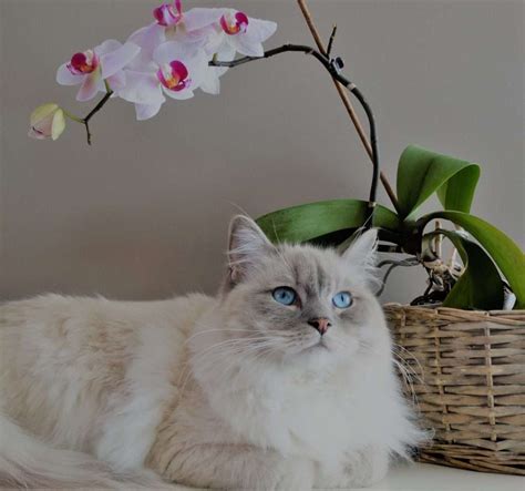 Orchids And Cats: Are They Toxic To Your Pet