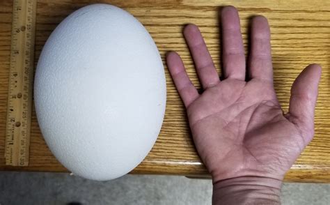 Ostrich Egg Size: 6 Surprising Facts Revealed