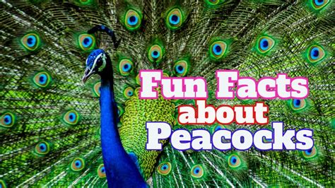 Peacock In English: 5 Interesting Facts Revealed