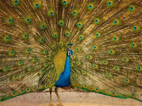 Peacocks Lifespan: How Long Do They Live In Captivity