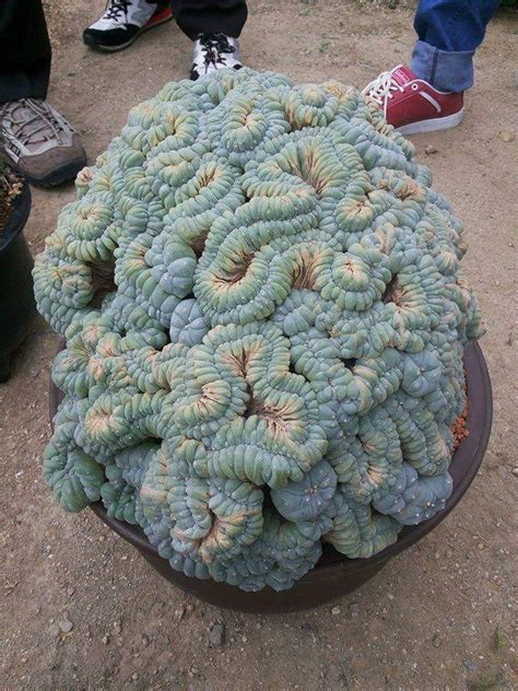 Peyote Cactus Legality: 5 Things To Know