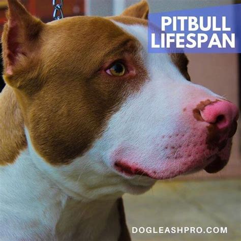 Pitbull Lifespan: 5 Things You Need To Know