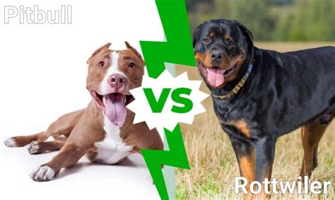 Pitbull Vs Rottweiler: 5 Key Differences