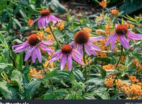 Plants Of The Canadian Shield: Resilient Native Species