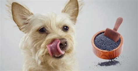 Poppy Seeds Toxicity In Dogs: What You Need To Know